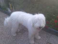 komondor-info.be Djairo