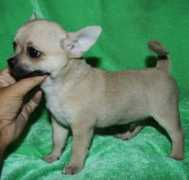 chihuahua.ru Djaison