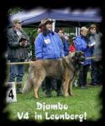 leonberger-hunde.ch Djambo