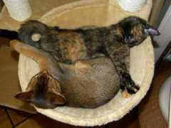 tortiecats.free.fr Djania