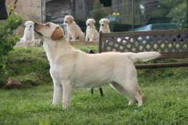 labradors-dog.com Djanne