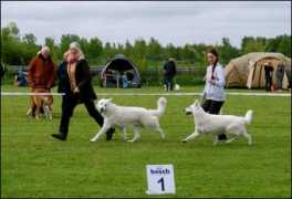 whiteswissshepherddog.net Djaro