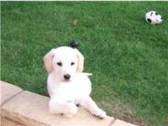 irishretrieverrescue.com Djasmine