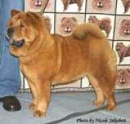 chow-chow-acc.de Djato