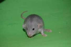 Djeane