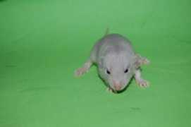 Djeane