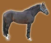 racestreet.com Djendel