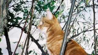 passionchats.free.fr Djidane