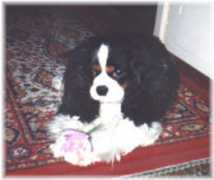 cavalierkingcharles.ch Djilane