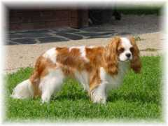 cavalierkingcharles.ch Djilane