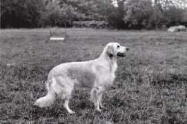 Djina
