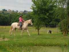 akhal-teke.biz Djiran