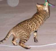 bengalkat.dk Djudy