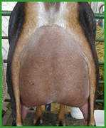 Djulie