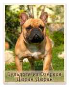 frenchbull.ru Djuran