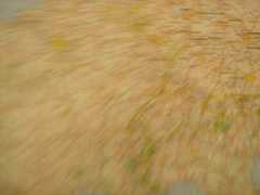 arrog.antville.org Dland