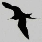 birding.co.za Dlangamandla
