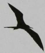 birding.co.za Dlangamandla