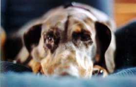 Dober