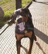 tremendousupsidepotential.com Doberman
