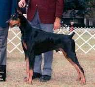 vivapets.com Dobermann
