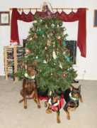 ybpaintedranch.com Dobermans