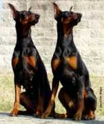offa.org Dobes
