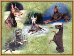 wilramkennels.com Dobes