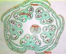 Docot