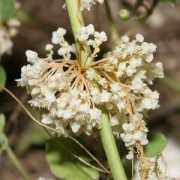 Dodder