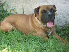 Dodger