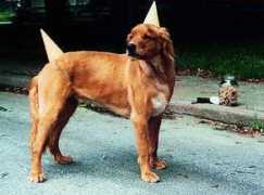 dogfeathers.com Dodog