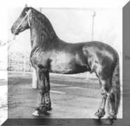 signaturefriesians.com Doeke