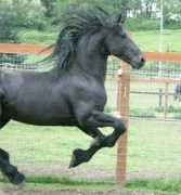jrbfriesians.com Doeke