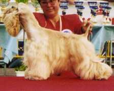yorkie.to Dogarescu
