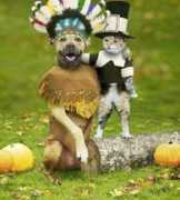 Dogcat