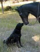 Doggers