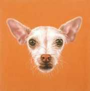 Doghead