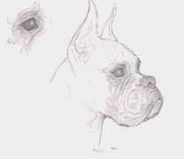 Doghead