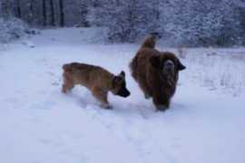 Dogies