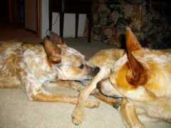 Dogies