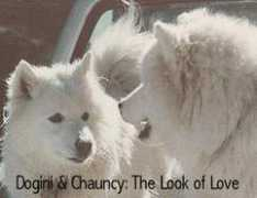 robertarussell.com Dogini