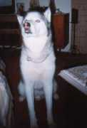 moonshealing.com Dogivan