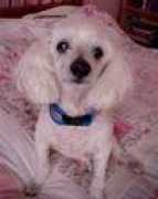 dogoe.wordpress.com Dogoe