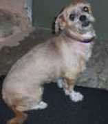 dogoe.wordpress.com Dogoe