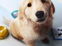 Dogz
