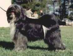 server.hund.ch Dokham