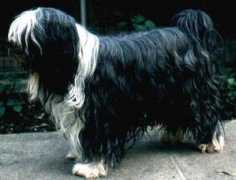 crockets-hundeservice.de Dokham