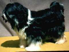 crockets-hundeservice.de Dokham