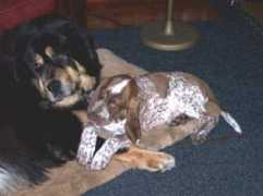 bracco-kennel.nl Dokhy